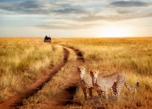 A wildlife safari in Tanzania
