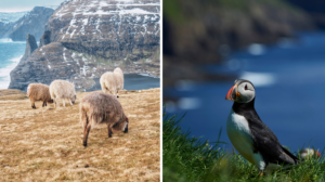 The Faroe Islands are full of wildlife