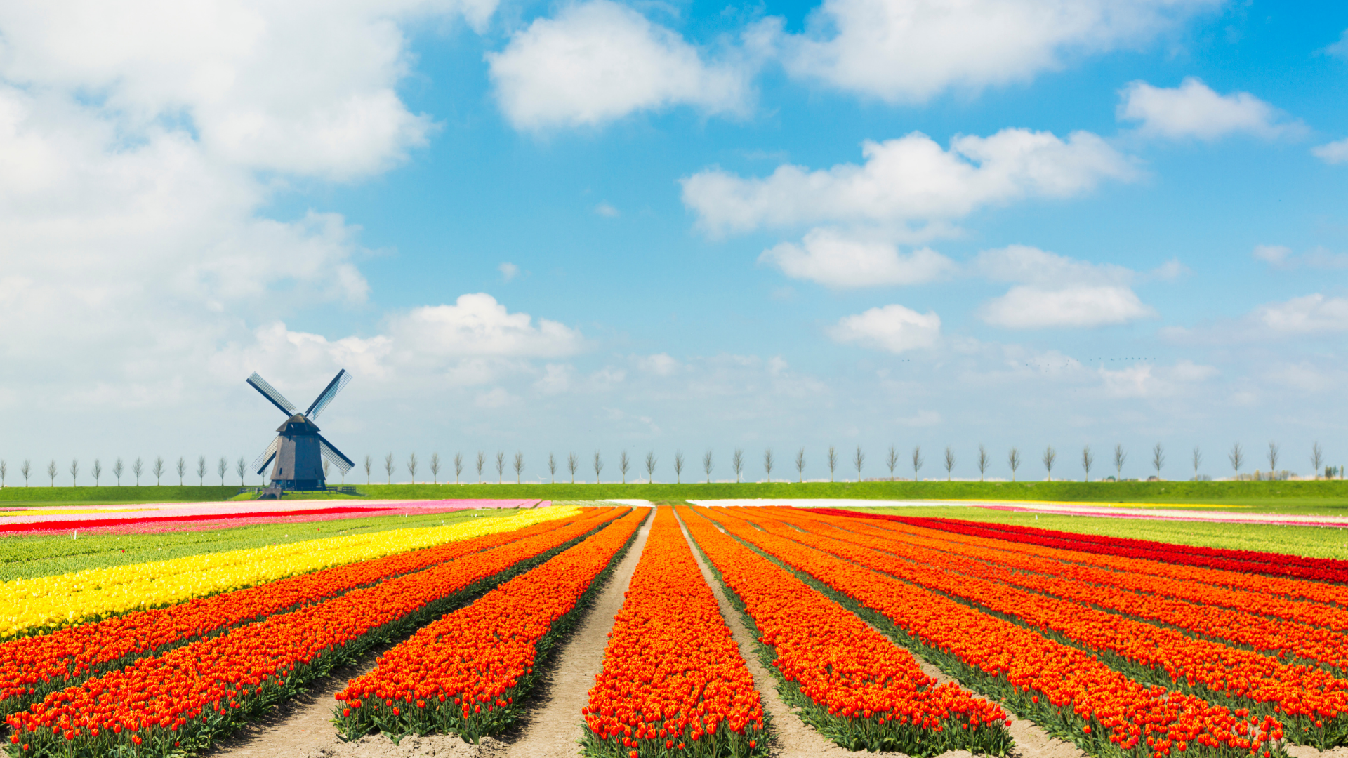 Tulip Fields in the Netherlands are one of the best photo-ops