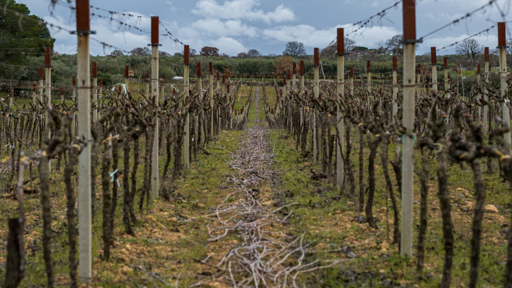 A vineyard in Puglia, Italy