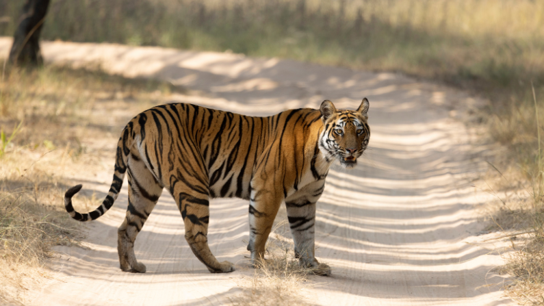 A Royal Bengal Tiger in Bandhavgarh National Park in India