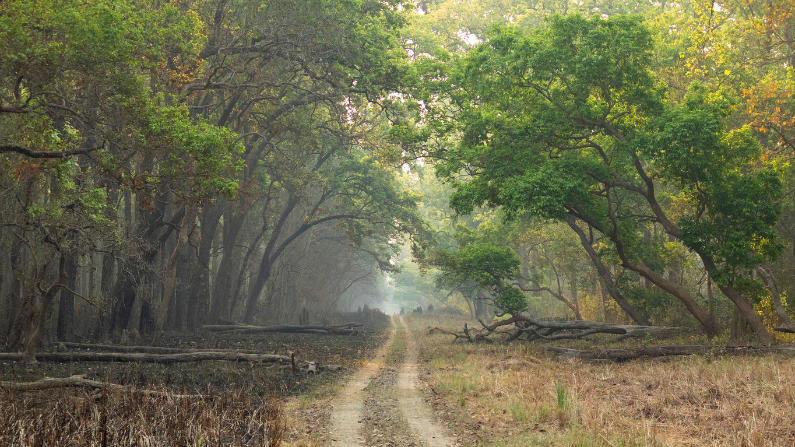 A dirt road trail in India's Dudhwa National Park