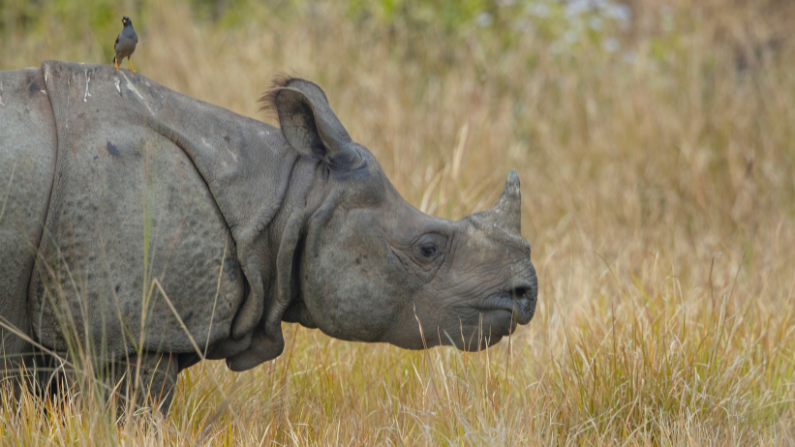 Great Indian One-Horned Rhino