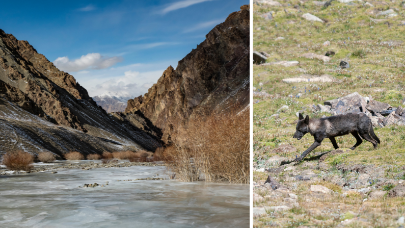 Hemis National Park and a Tibetan Wolf