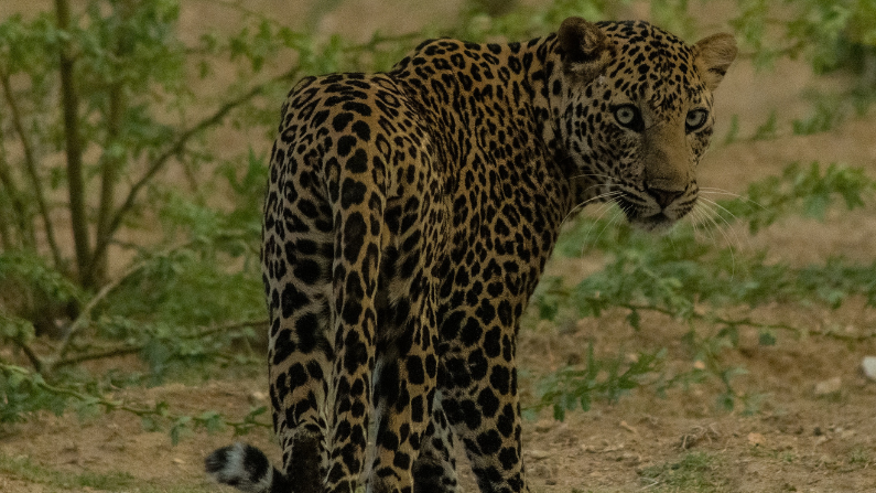 A leopard of Jawai National Park, India, The Land of the Leopards