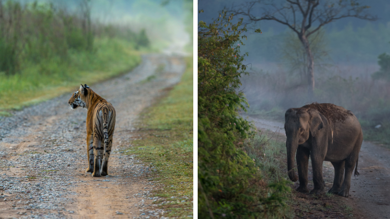 Wildlife in Jim Corbett National Park, India