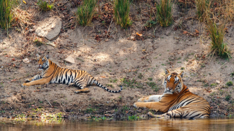 Tigers in Kanha National Park India