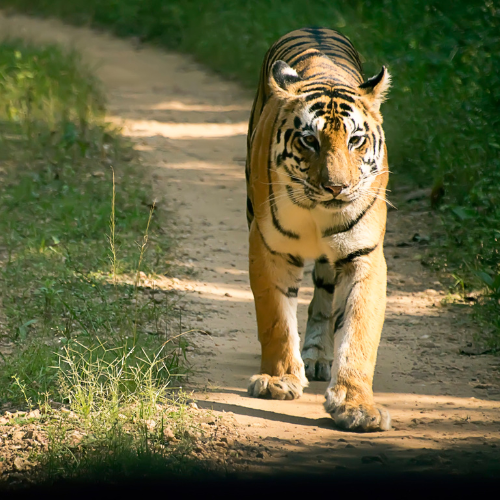 A tiger in Kanha National Park, INdia