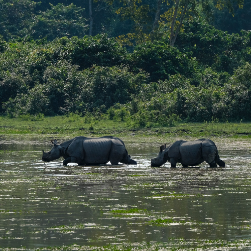 rhinos crossing a river in Kaziranga National Park, India