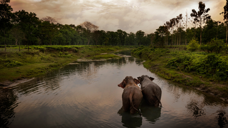Elephants bathing in Manas Wildlife Sanctuary in Assam, India