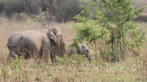 Wild elephants in Rajaji National Park