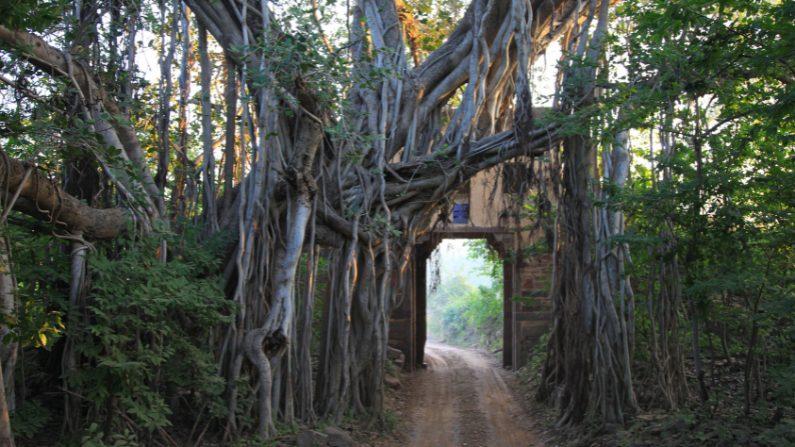 An entrance gate at India's Ranthambore National Park