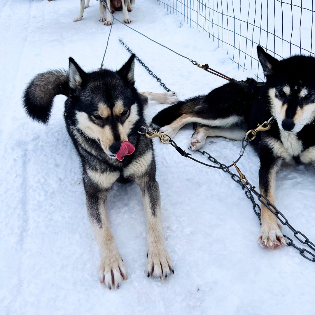 Dog Sledding with huskies in Finnish Lapland