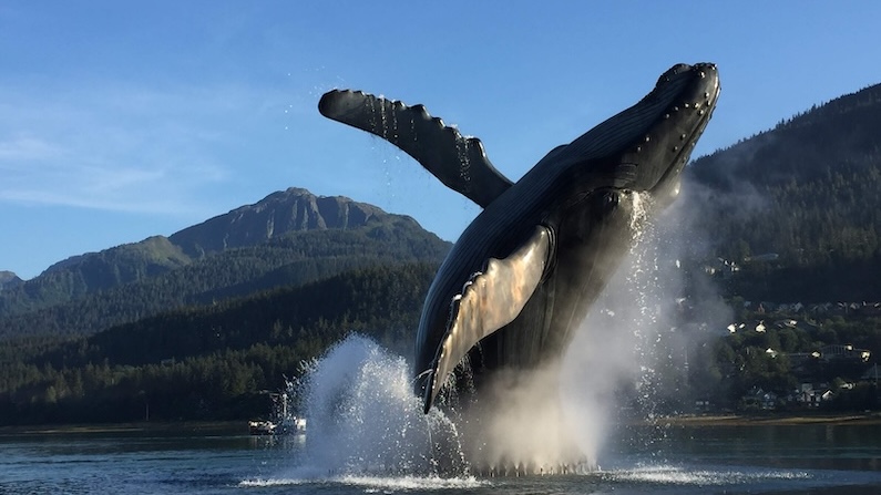 Whale breaching near Juneau, Alaska